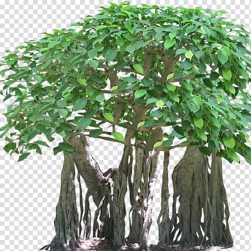 Tree Tropical rainforest Banyan Aerial root, fig transparent background PNG clipart