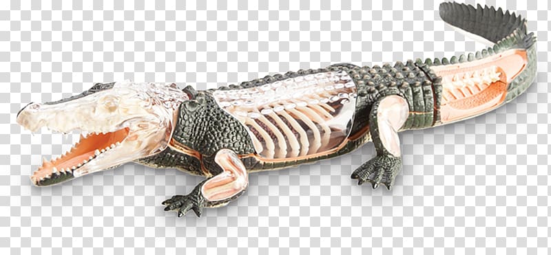 Alligator Crocodile Lizard Terrestrial animal, alligator transparent background PNG clipart