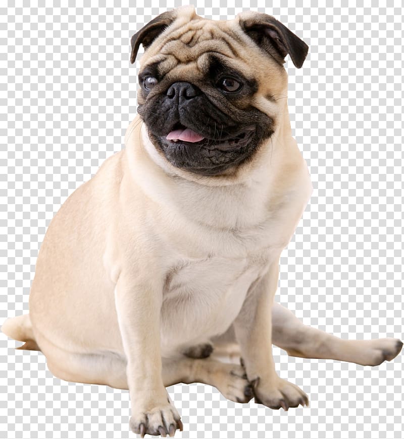 Adult fawn pug, Pug Puppy Ultra-high-definition television Desktop , pug  transparent background PNG clipart | HiClipart