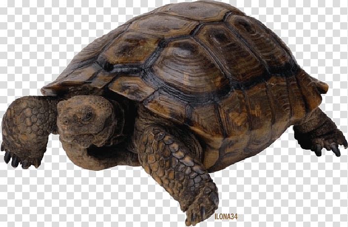 Pig-nosed turtle Reptile, turtle transparent background PNG clipart Pig-nosed turtle Reptile, turtle transparent background PNG clipart