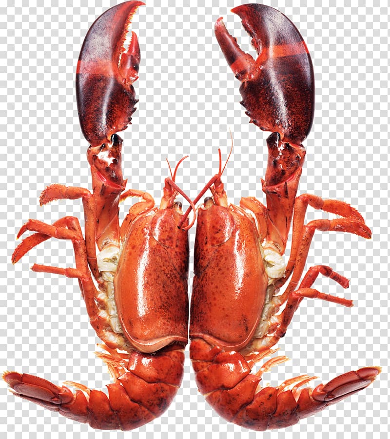 two red shrimps, Homarus Seafood Barbecue Caridea Plateau de fruits de mer, Lobster seafood transparent background PNG clipart