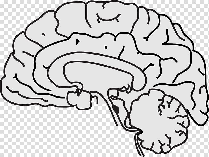 Human brain Grey matter , White Brain transparent background PNG clipart