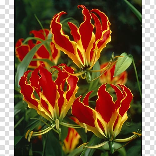 Flame lily Bulb Flower Garden Lilies, bulb transparent background PNG clipart