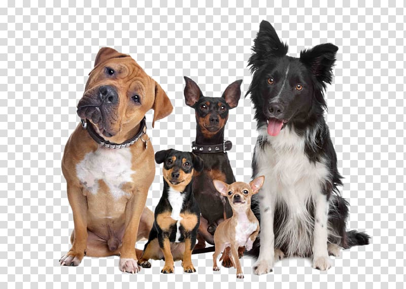 a group of pet dogs transparent background PNG clipart