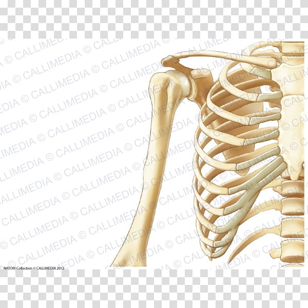 Thorax Arm Coronal plane Bone Anatomy, arm transparent background PNG clipart