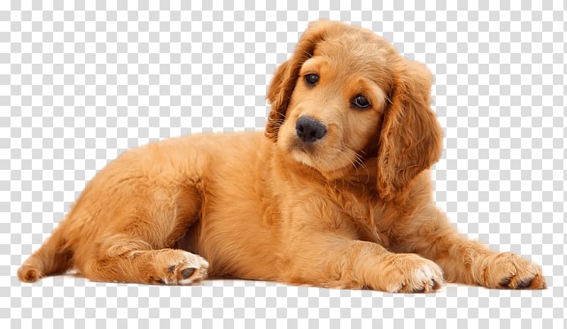 A dog is the only thing on earth that loves you more than he loves himself. Pet sitting Puppy, golden dogs word transparent background PNG clipart