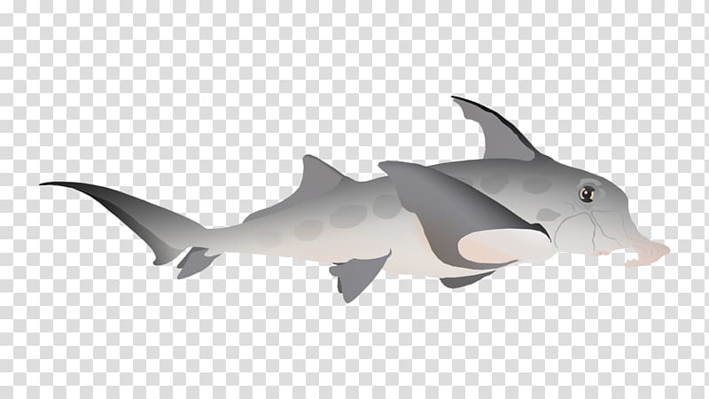 Requiem sharks Porpoise Fauna Cetacea, shark transparent background PNG clipart