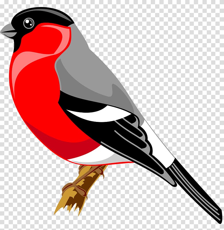 Bird Drawing Finches Yandex Search , Bird transparent background PNG clipart