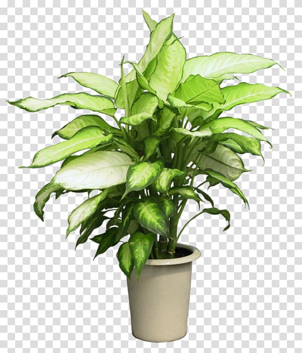 Syngonium podophyllum Houseplant Flowerpot, magnolia transparent background PNG clipart