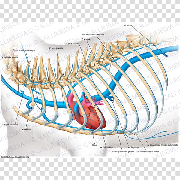 Neck Vein Anatomy Circulatory system Thorax, v jugularis externa transparent background PNG clipart
