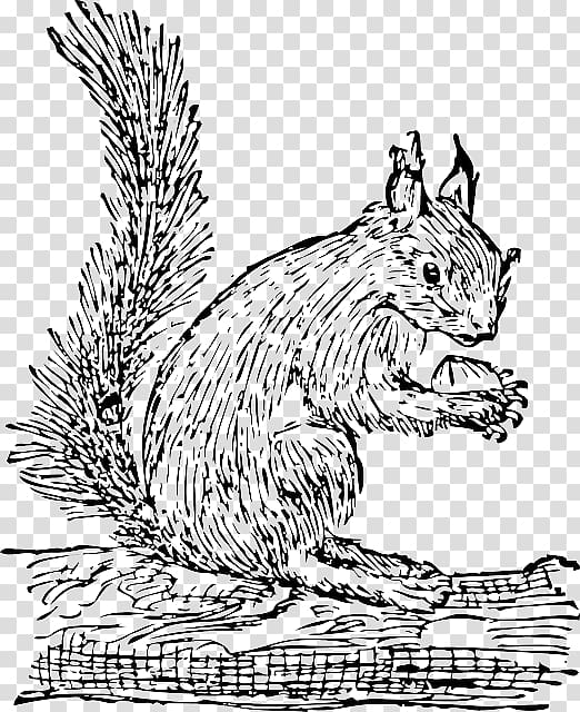 Eastern gray squirrel Rodent , squirrel transparent background PNG clipart