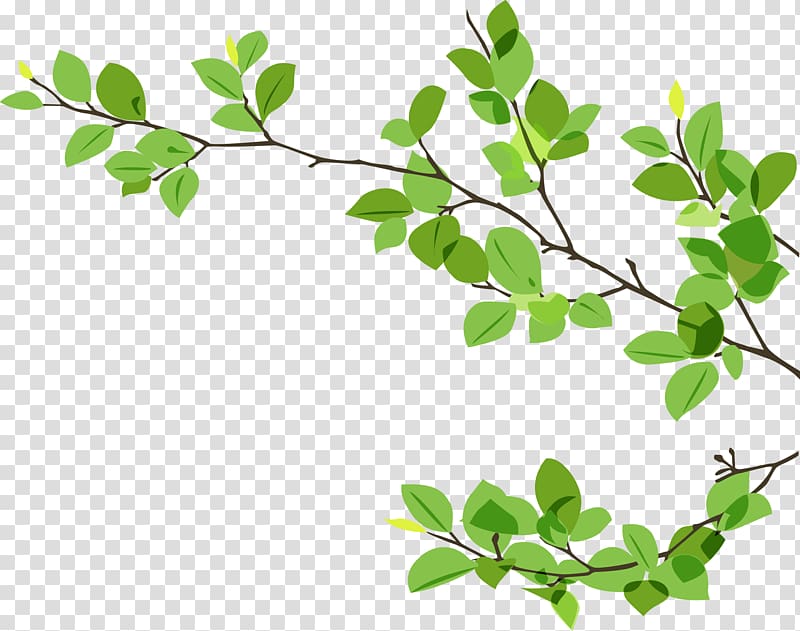 Branch Leaf Twig, eucalyptus transparent background PNG clipart