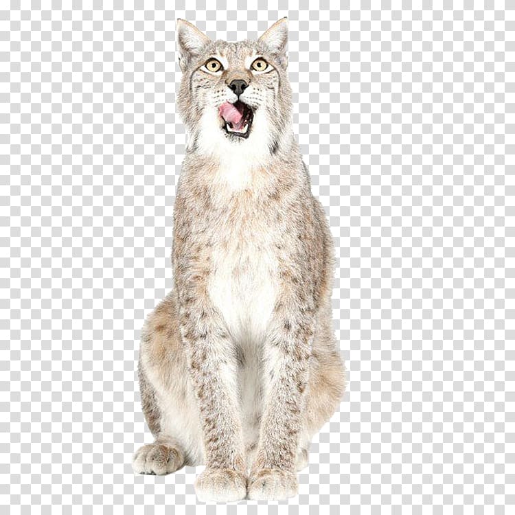 Bobcat Tiger Felidae Lion, Cat transparent background PNG clipart