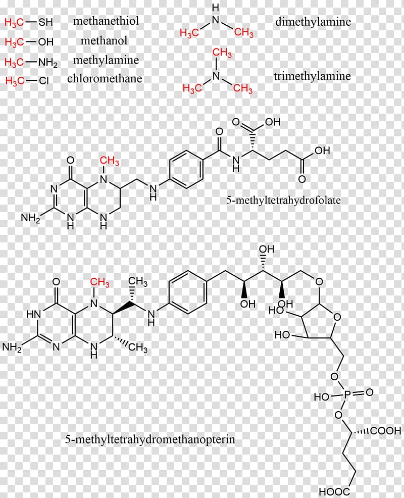 Methyl group Methyltransferase S-Adenosyl methionine Levomefolic acid, others transparent background PNG clipart