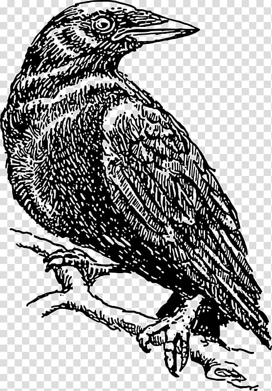 American crow Drawing , perched raven overlay transparent background PNG clipart