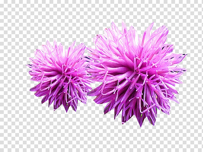 Milk thistle, two powder milk thistle material transparent background PNG clipart