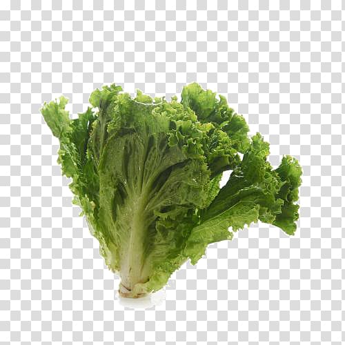 Romaine lettuce Wiener schnitzel Red leaf lettuce Vegetable, Machine butter lettuce transparent background PNG clipart