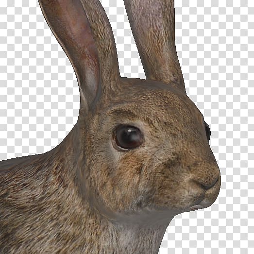 European rabbit Hare theHunter Burrow, rabbit transparent background PNG clipart