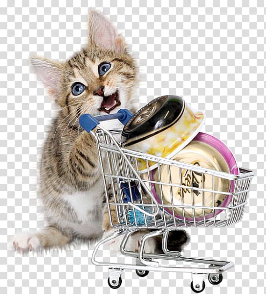 British Shorthair Kitten Shopping Cat food Pink cat, A cat transparent background PNG clipart