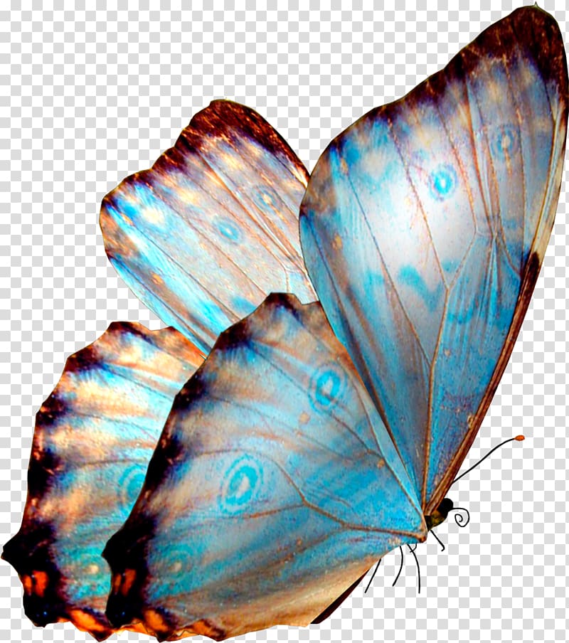 Butterfly Transparency and translucency Desktop , mycoplasma transparent background PNG clipart