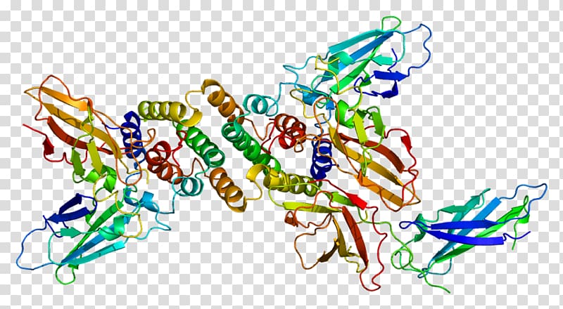 Interferon gamma receptor 1 Interferon-gamma receptor, others transparent background PNG clipart