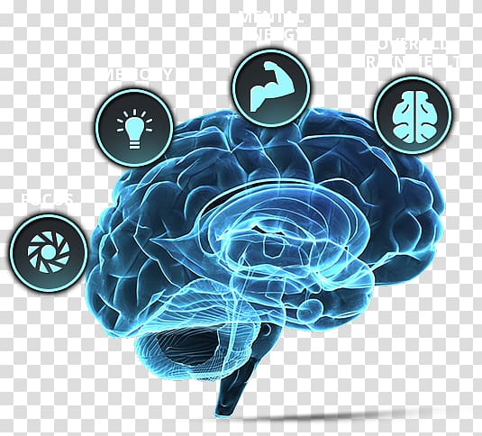 Brain tumor Human brain Neuroscience Forebrain, Brain transparent background PNG clipart