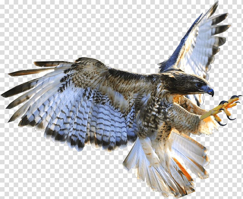 Hawk Azerbaijan Buzzard Eagle Falconry, eagle transparent background PNG clipart