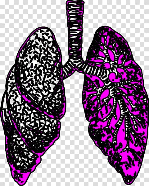 Lung , Small Lungs transparent background PNG clipart