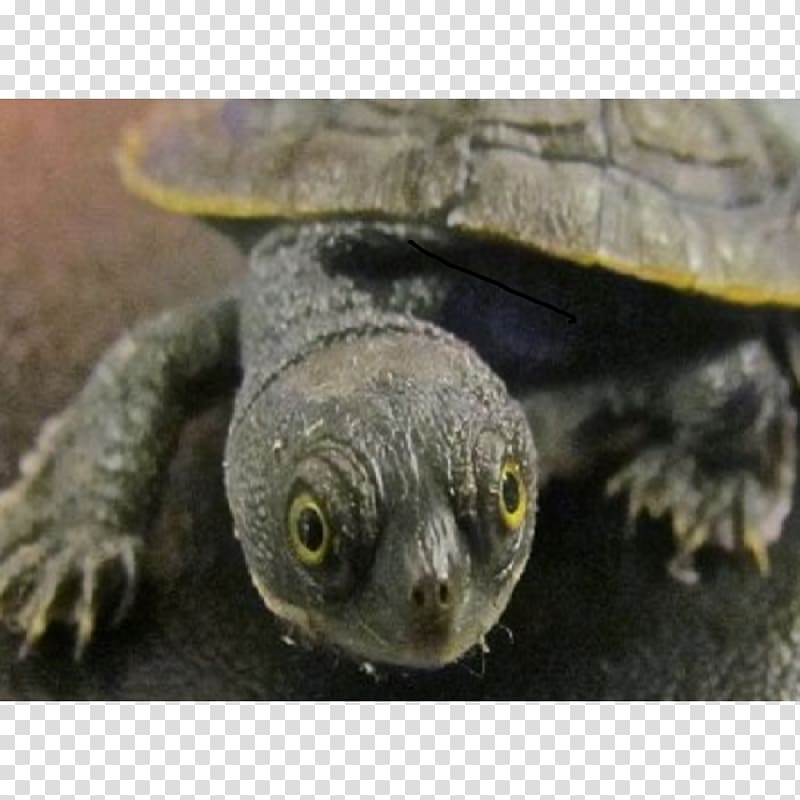 Common snapping turtle Box turtles Tortoise Sea turtle, turtle transparent background PNG clipart