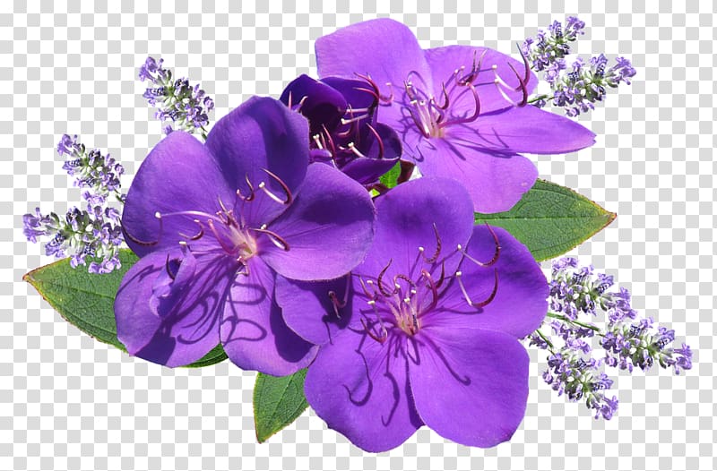 English lavender Desktop Flower , flower transparent background PNG clipart