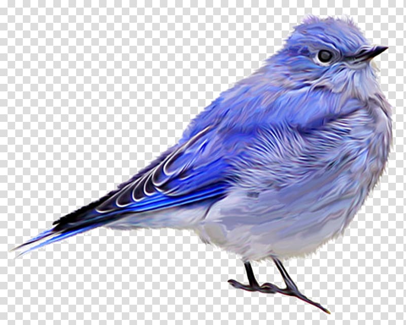 Bird House sparrow Blue jay Finches, Bird transparent background PNG clipart