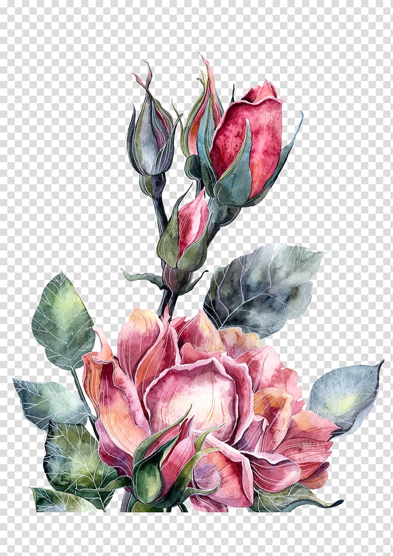 watercolor red peony flowers transparent background PNG clipart