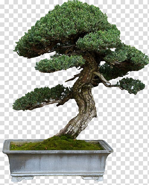 Sageretia theezans Bonsai Tree Second Life Tattoo, tree transparent background PNG clipart