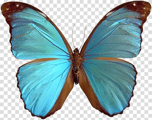 blue morpho butterfly, Blue Brown Butterfly transparent background PNG clipart