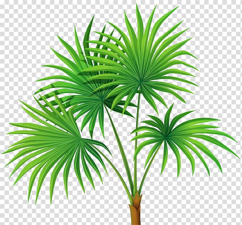 green leafed plant , Washingtonia robusta Arecaceae , Palm Plant transparent background PNG clipart