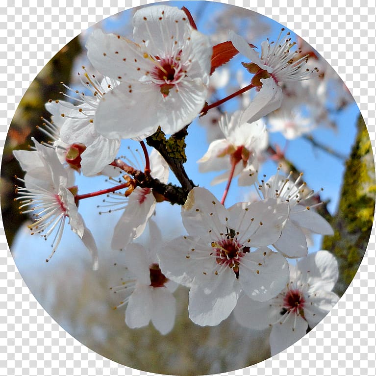 Cherry blossom Spring Petal ST.AU.150 MIN.V.UNC.NR AD, bornlovely transparent background PNG clipart