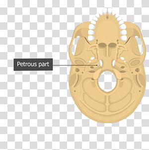 Vomer And Sphenoid Bone : The sphenoid bone is an unpaired bone of the