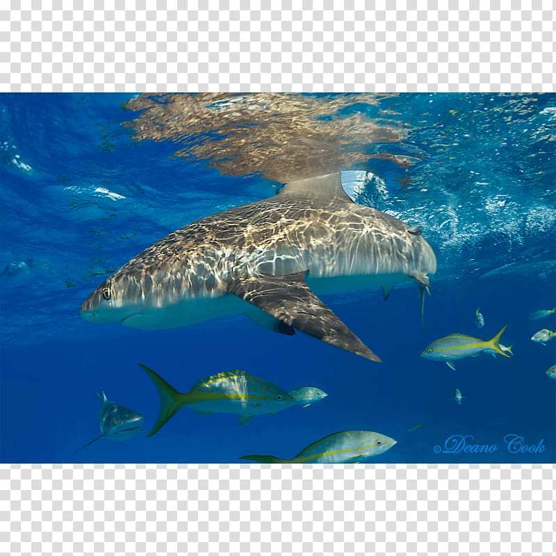 Great white shark Tiger shark Caribbean reef shark Lemon shark, reef shark transparent background PNG clipart