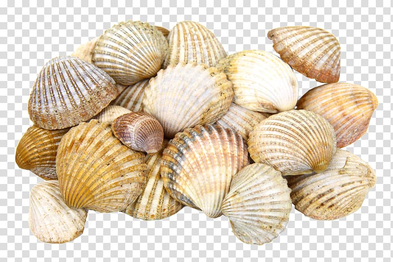 Cockle Seashell Oyster Molluscs, Snail transparent background PNG clipart