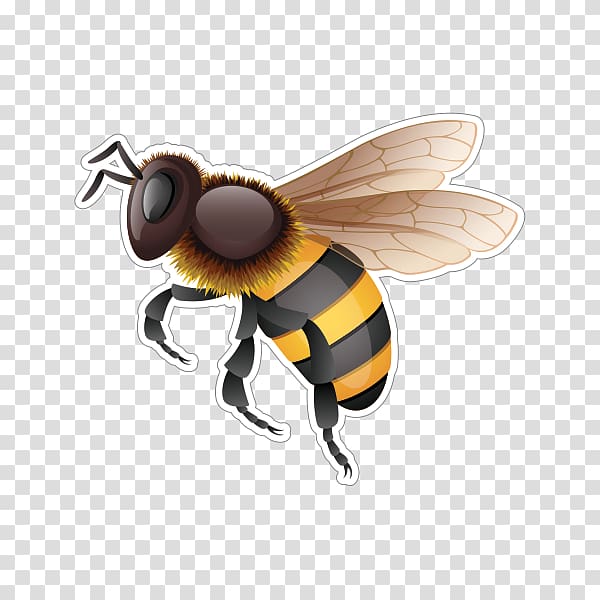 Western honey bee Hornet Bumblebee, bee transparent background PNG clipart