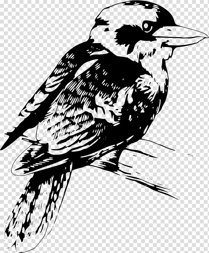 Drawing Kookaburra , kookaburra transparent background PNG clipart