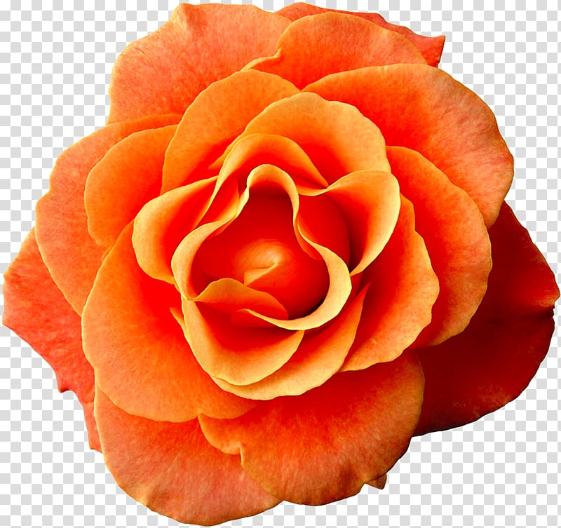 Flower Rose Dress Orange Pink, white roses transparent background PNG clipart