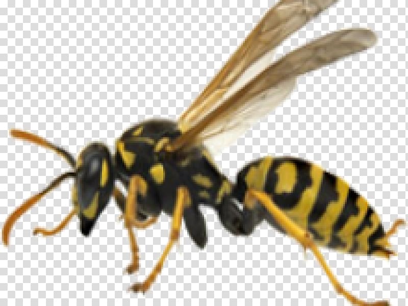 Bee Hornet Wasp Yellowjacket, wasp transparent background PNG clipart