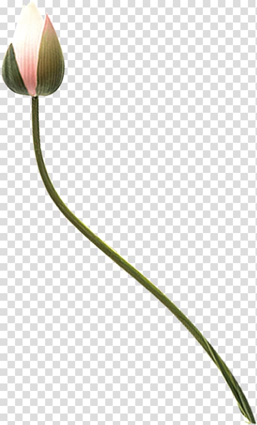 flower bud clipart