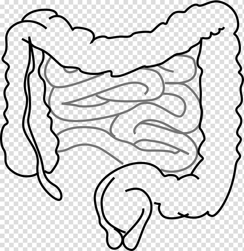 Illustration of large intestine Stock Vector by ©ankomando 123719942