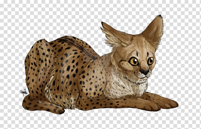 Savannah cat California Spangled Ocicat Whiskers Ocelot, cheetah transparent background PNG clipart