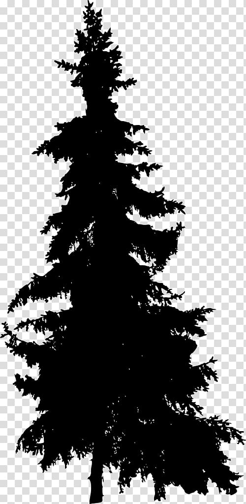 Spruce Pine Fir Tree, tree transparent background PNG clipart
