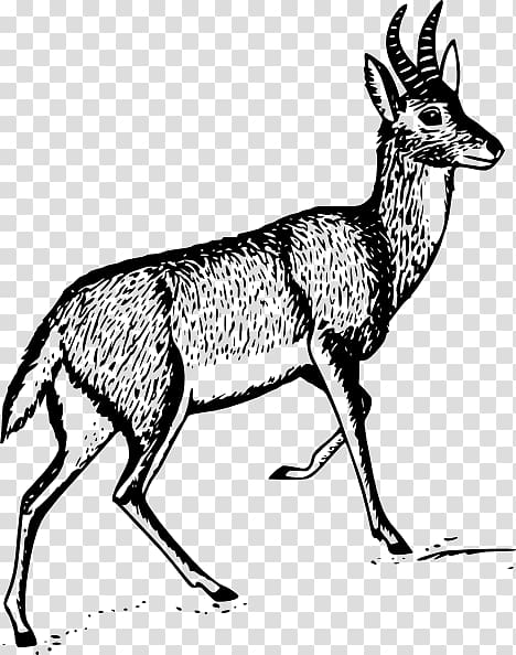 Deer Antelope , ox horn transparent background PNG clipart