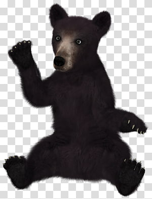 bear PNG transparent image download, size: 3364x2644px