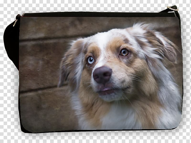 Australian Shepherd Dog breed Miniature American Shepherd Companion dog Wallet, sheperd transparent background PNG clipart